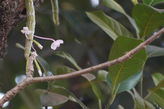 Dendrobium lawianum